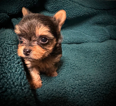 Tiny Yorkie Chihuahua Male