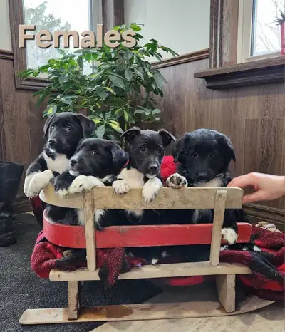 Golden x Sheltie puppys, View more