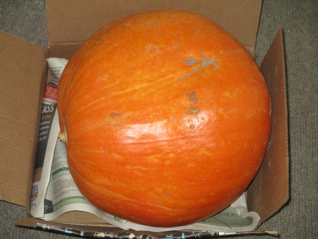 Large Pumpkin Atlantic Giant. 27 lbs. $10.00 in Kitchen & Dining Wares in Kamloops