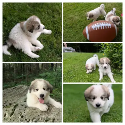 Chiots Montagne des Pyrénées, Voir plus
