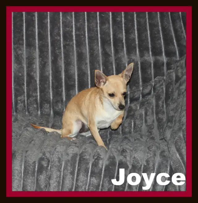 Chihuahua❤️Femelle Blonde ❤️Protection100% .Garantie. ★★★ in Dogs & Puppies for Rehoming in Laval / North Shore - Image 3