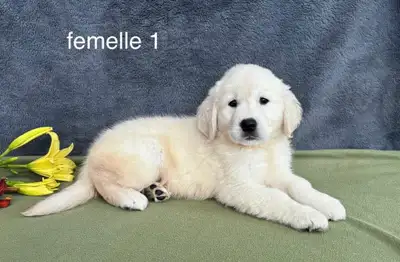 magnifique chiots golden retriever a vendre, View more