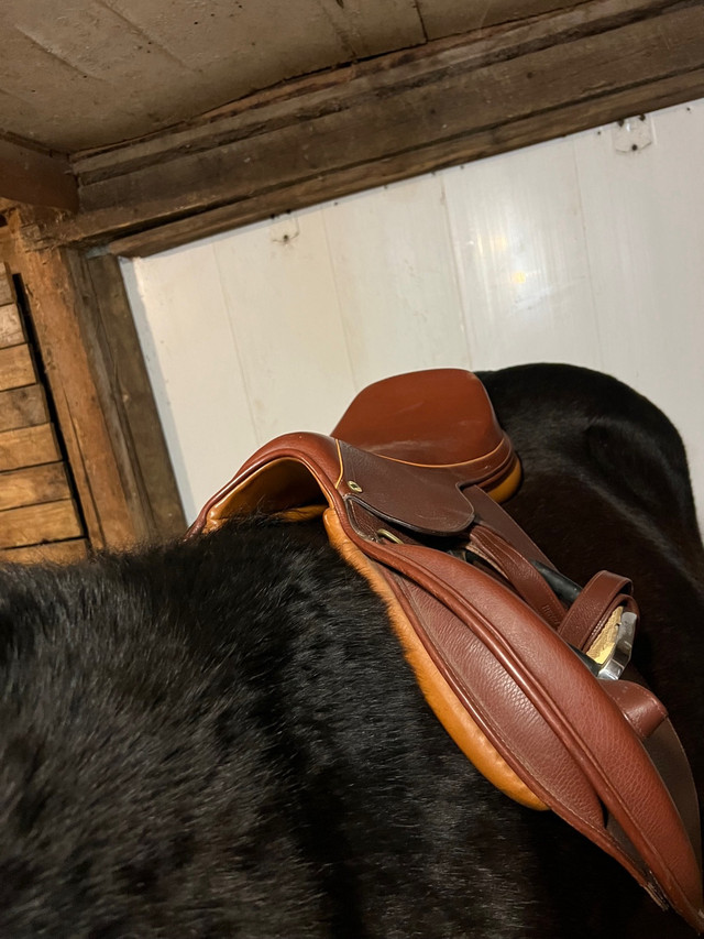 HDR advantage saddle  in Equestrian & Livestock Accessories in La Ronge - Image 4