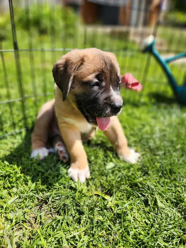 english mastiff puppies in Dogs & Puppies for Rehoming in London - Image 6