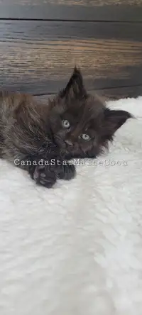 Maine Coon Purebred Kitten