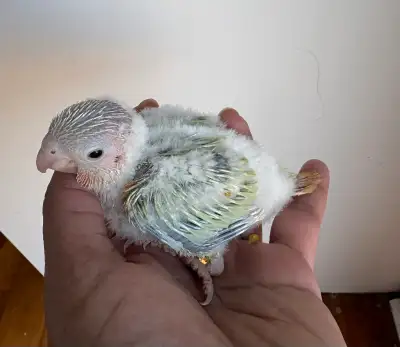 Conure Babies , View more