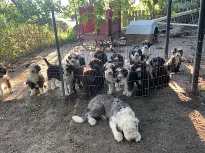 sheepadoodle ,visite la fin  de semaine, View more