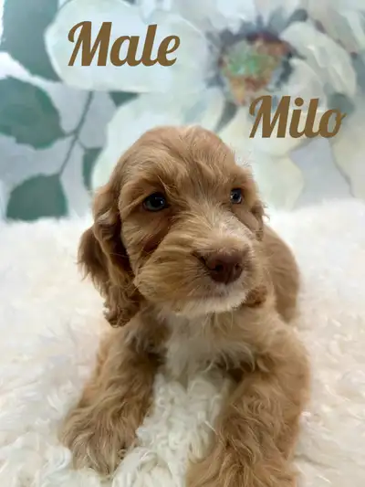 Mini Cockapoo puppies (microchipped), View more