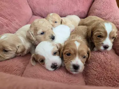 ❤️Beautiful Shihpoo Puppies❤️, View more