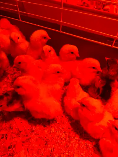 White chantcler and chantcler Easter egger cross chicks for sale. Asking 10$ each or 7$ each if taki...