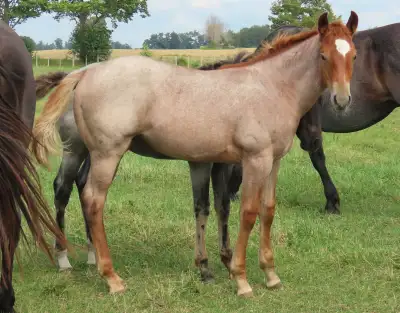 Super Fancy Red Roan AQHA Filly !!!, View more