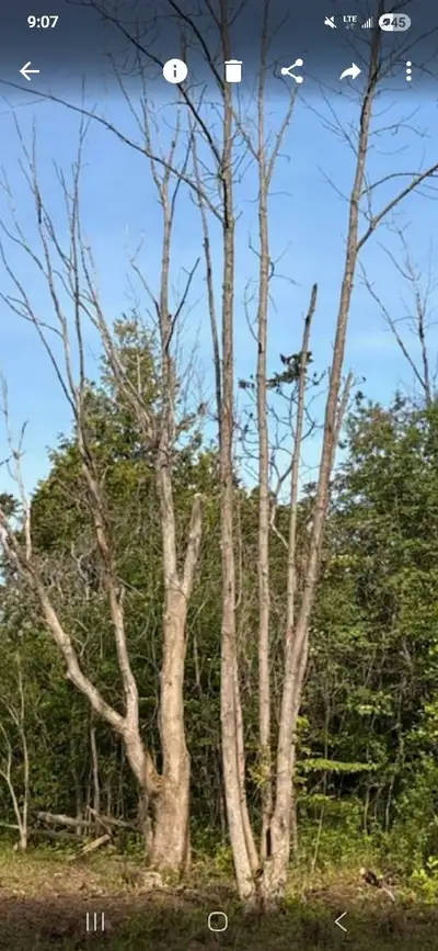 free wood, you cut, View more