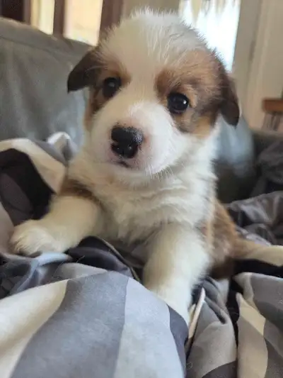 Chiots corgi pembrooke Welsh, nés le 15 mai. 1 femelle sable et blanc et 2 mâles tri color. Les peti...