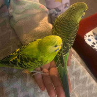 Budgie friendly babies with big cage 