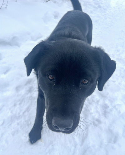 Black Lab, View more