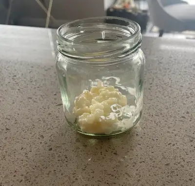 Make you own kefir at home! A table spoon of kefir grains, $10. Easy to grown and make.