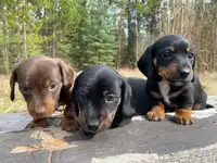 Adorable, Purebred Mini Dachshund Puppies!