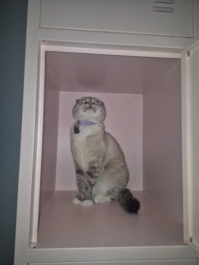 LOST CAT - Terwillegar - Scottish Fold/Siamese. PLEASE HELP in Lost & Found in Edmonton - Image 5