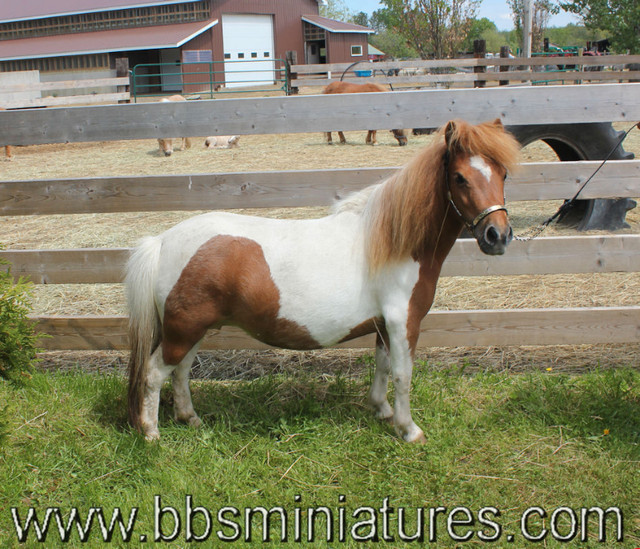 jument miniature sorrel pinto 30'' dans Chevaux et poneys à adopter  à Drummondville