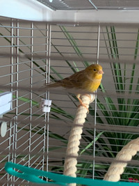 Canari femelle 