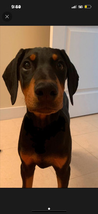 ISO Doberman 