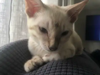 cat for sale, View more
