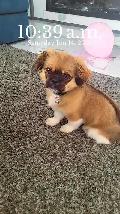 Cute shih tzu, View more