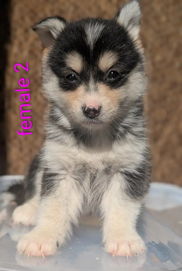 Pomsky puppies in Dogs & Puppies for Rehoming in Barrie - Image 4