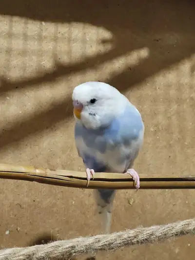 Baby Budgie, View more