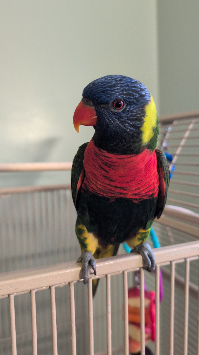 Bird sitting / Bird boarding / Pet sitter / Pet boarding  in Animal & Pet Services in Oshawa / Durham Region - Image 4