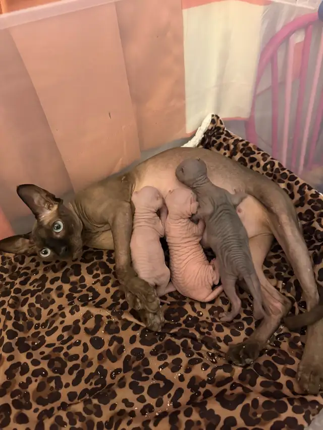 sphynx kittens in Cats & Kittens for Rehoming in Vernon - Image 4