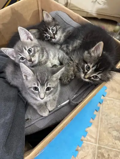 cute kittens, View more