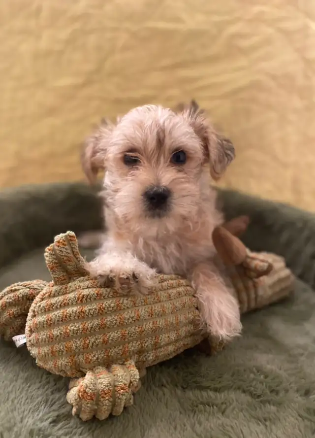 Adorable Morkies in Dogs & Puppies for Rehoming in Oakville / Halton Region - Image 5
