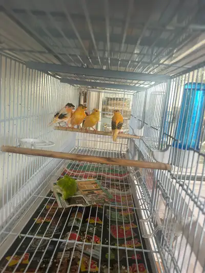 Canaris chanteurs  en bonne santé pas cher, View more