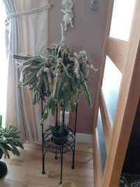 plante interieure (cactus)