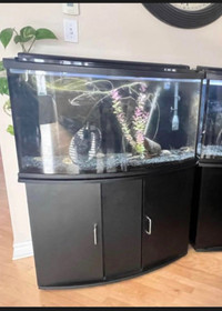 Aquarium 45 gallon bow front