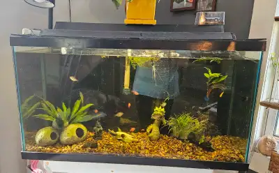 40 gallon tank setup , View more