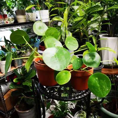 Pilea Peperomioides Indoor plant #1 With 4-inch terracotta pot Price: $6 .00 #2 With 5-inch terracot...