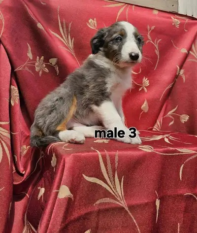 Miniature Australian Shepherd puppies, View more