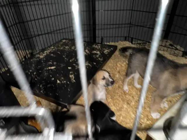 Chio a vendre husky croisé Braque almand Labrador in Dogs & Puppies for Rehoming in Lanaudière - Image 16