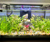 Fish tank with filter 