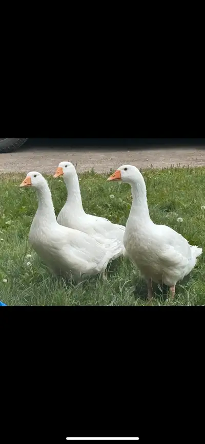 Hatched this summer Trio of Pure embden geese Been raised with kids and chickens, ducks, cats By Roc...