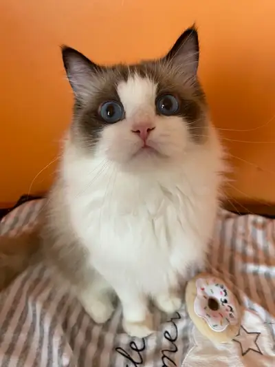 Adorable Female Bicolor Ragdoll Cat, View more
