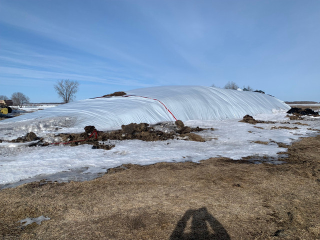 Millet silage and round bales in Livestock in Winnipeg