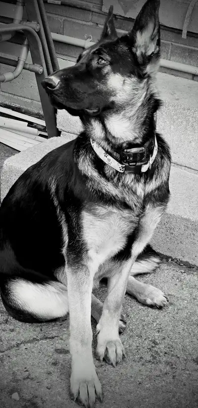 Female German Shepherd for rehome, View more