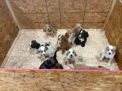 puppies at perfect prices , View more