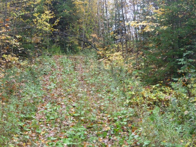 20 Acres Haliburton Estate with Financing $571 bi-weekly in Land for Sale in Muskoka - Image 3