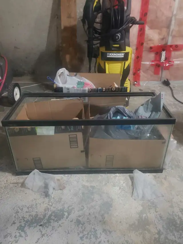 Aquariums in Fish for Rehoming in London - Image 5