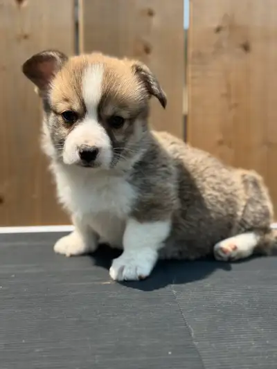 CKC Registered Pembroke Welsh Corgis, View more