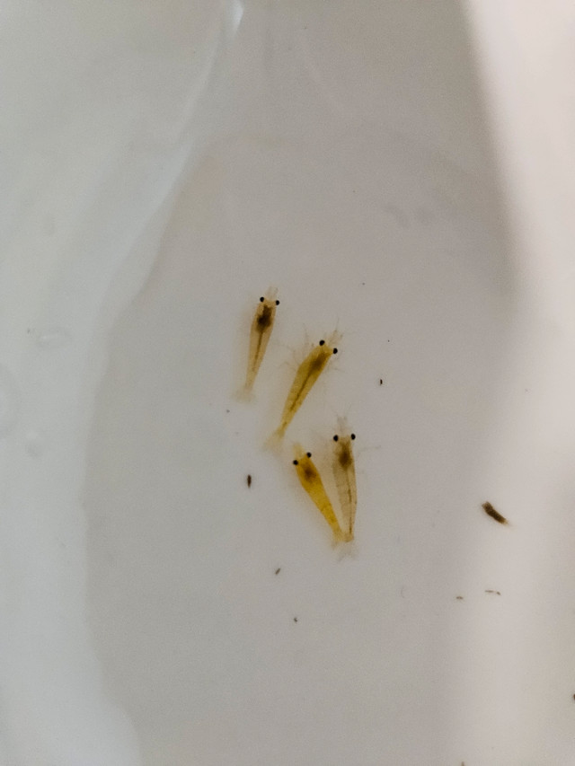 6 yellow gold freshwater pet shrimp - great for kids tanks in Other in City of Toronto - Image 2